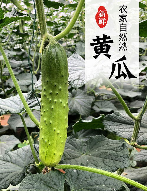 山東小黃瓜 新鮮現摘的健康之選，孕婦也適宜的夏季蔬果